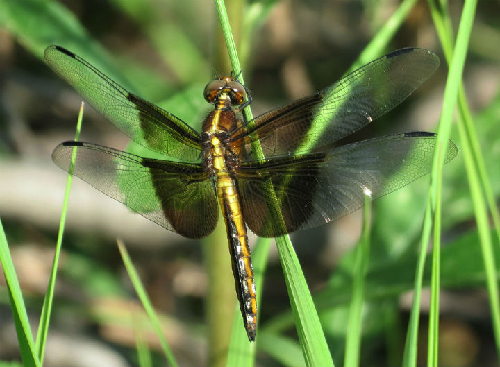 Widow Skimmer Dragonfly